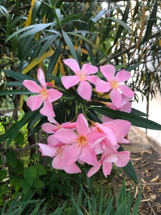Cassina de' Pecchi In Giardino B&B מראה חיצוני תמונה